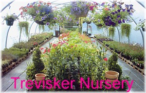 Come to Trevisker Nursery for all your Cornish plants, Hardy exotic plants, shrubs, herbs, bedding plants and of course our legendary hanging baskets...has displayed on the Padstow business page. 